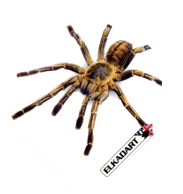 Elkadart 10 sets 1837